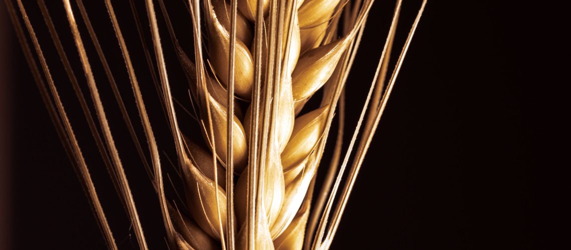 Two-row barley is traditionally used in German and English beers. Six-row barley was traditionally used in US beers